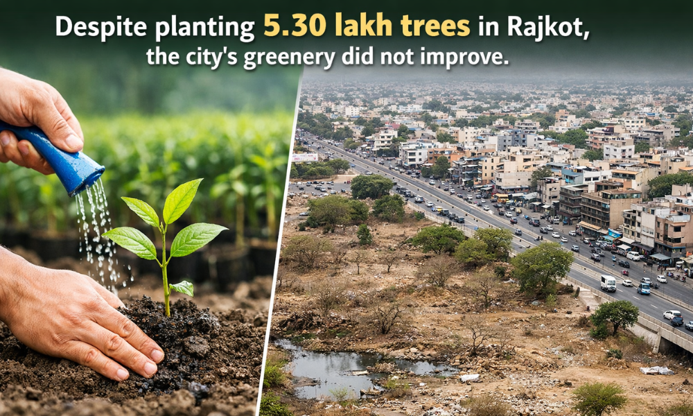 Despite Planting 5.30 Lakh Trees in Rajkot, the City’s Greenery Did Not Improve