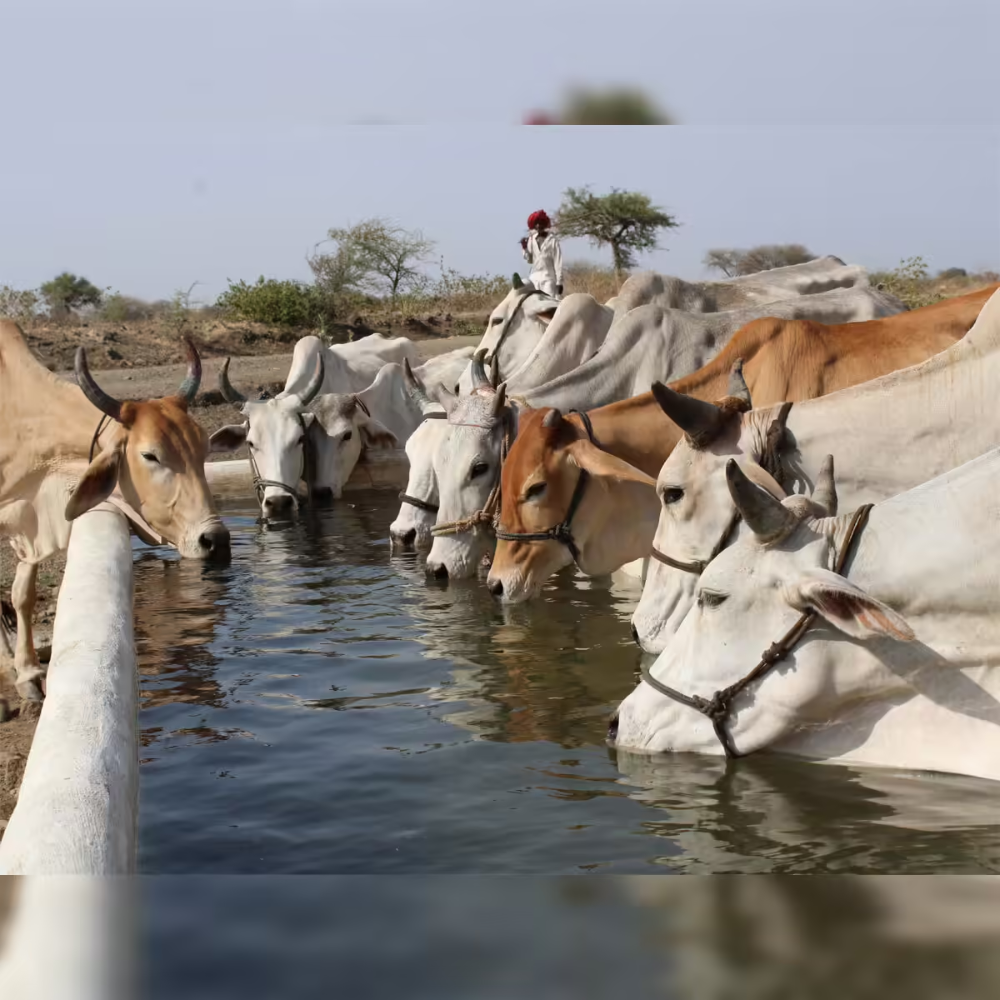 Rajkot’s Khirasara to Host India's First 200-Acre Mega Shelter